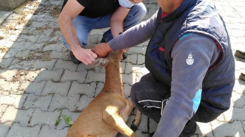 Sinop'ta mezarlıkta mahsur kalan karaca kurtarıldı