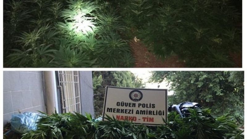 Gaziantep'te 500 kök Hint keneviri ele geçirildi