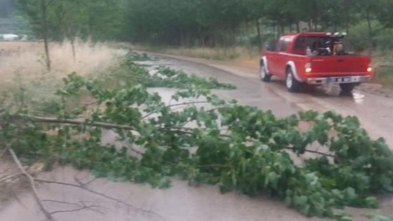 Bilecik'te şiddetli rüzgar ağaçları kökünden söktü