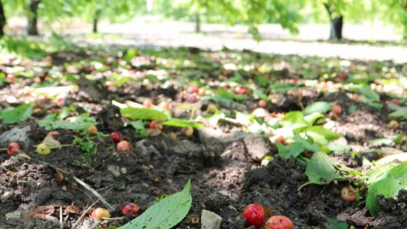 Bursa'da 6 bin ton kirazı dolu vurdu