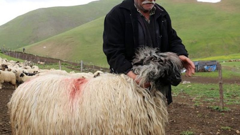 Ordulu Süleyman Dede, çobanlıkta gençlerle yarışıyor