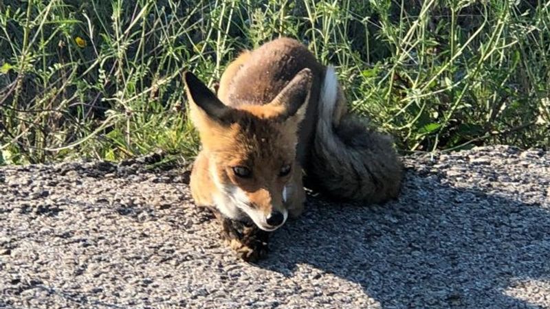 Öğretmen, yolda rastladığı tilkiyle sohbet etti