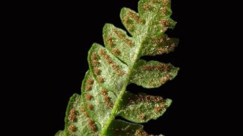 Küre Dağları Milli Parkı'nda endemik bitki türü bulundu