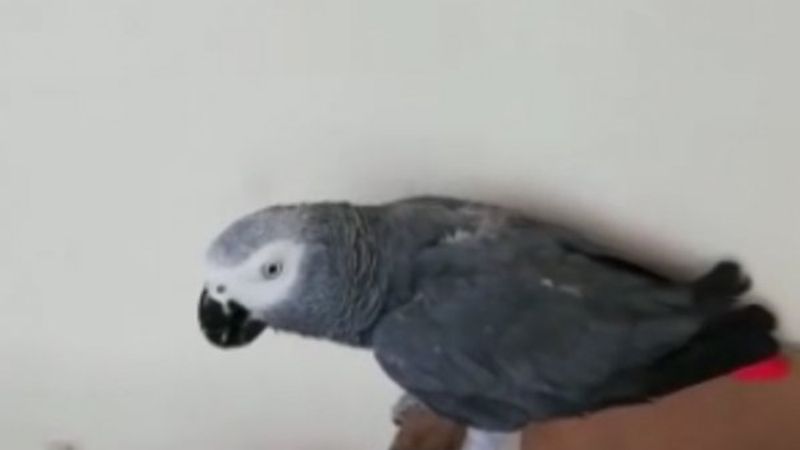 İstanbul'da papağan satan şüpheli yakalandı