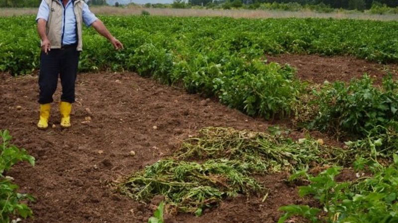 Tokat'ta tarladan bir ton patates çalındı