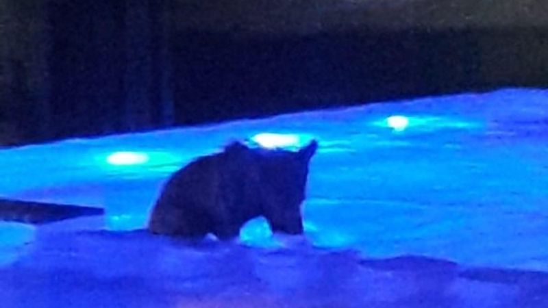 Bilecik'te sıcaktan bunalan yavru ayı, havuza girdi