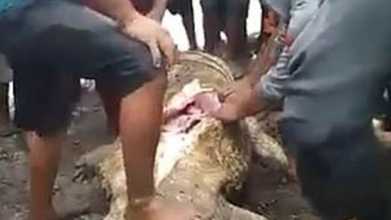 Endonezya'da kadının vücudu timsahın midesinden çıktı