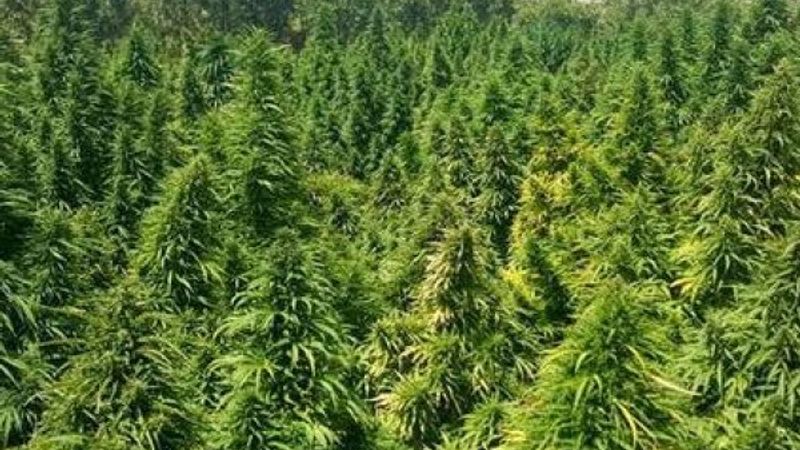 Kenevirde 2 yeni tür tohum üretildi