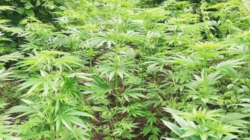 Kastamonu'da kenevir yetiştiren aileye operasyon yapıldı