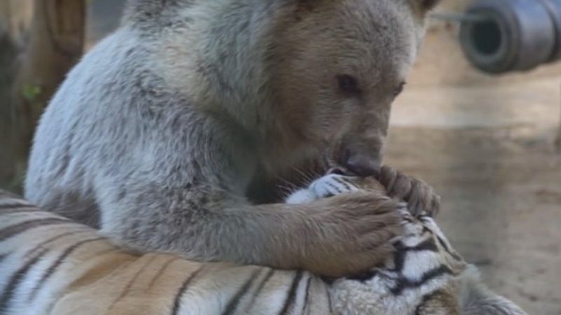 Kaplanlarla dost olan ayı izleyenleri gülümsetti