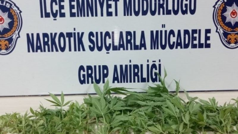 Samsun'daki fındık bahçesinde 69 kök kenevir çıktı