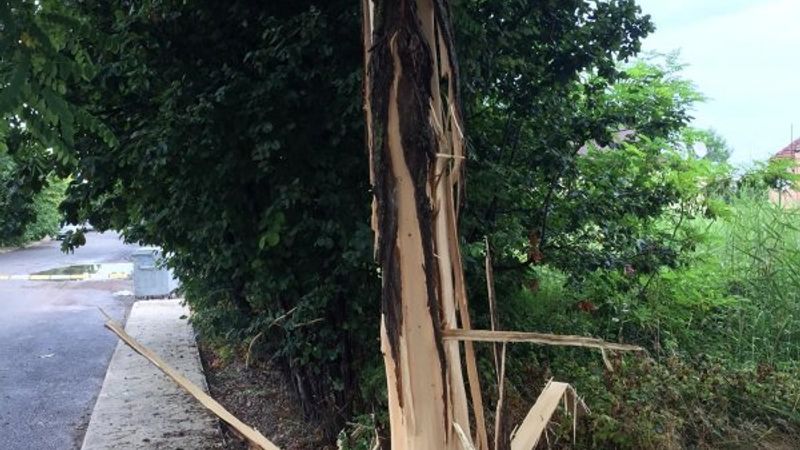 Yalova’da ağaca yıldırım düştü