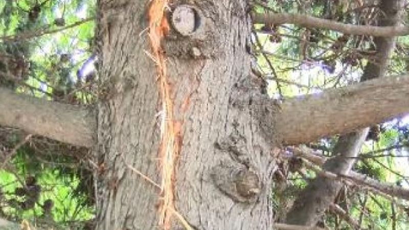 Büyükçekmece'de yıldırım çarpan yaşlı adam öldü