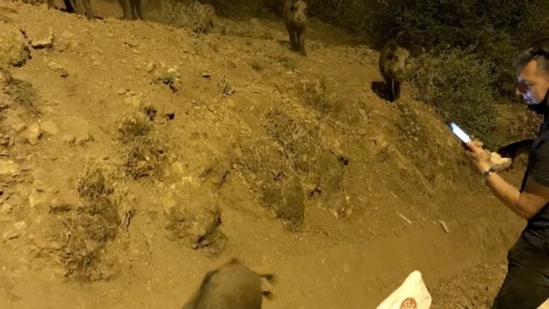 Muğla'da şehre inen domuzları ekmekle beslediler