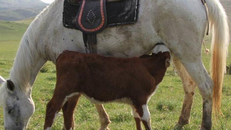 Sivas'ta annesiz danayı at emziriyor