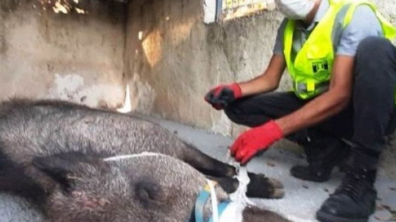 Bodrum'da tuzağa yakalanan domuz, ölüme terk edildi