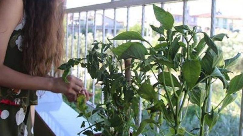 Hatay'da koronavirüs sürecinde balkonlar seraya döndü