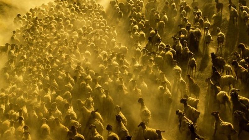 Bitlis'te koyun sürülerinin Nemrut Dağı yolculuğu