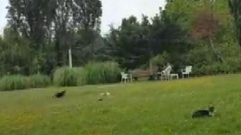 Kedilerle kargaların yavru karga için mücadelesi