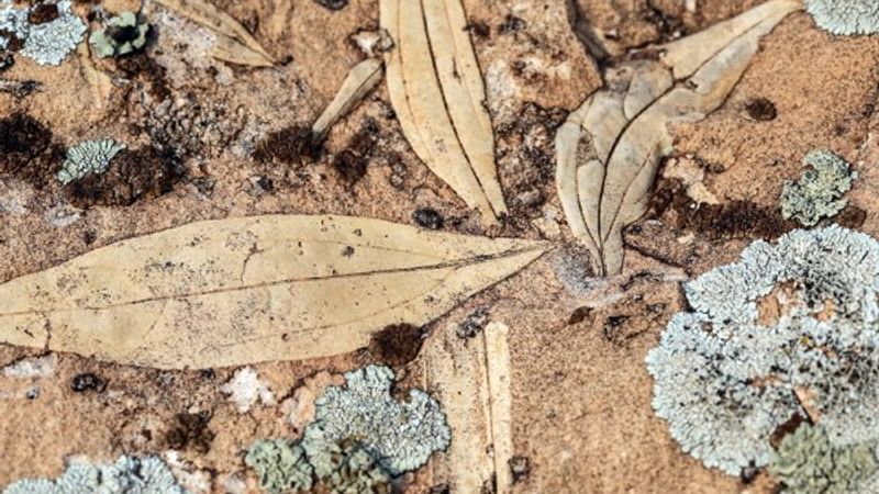 Iğdır'da bulunan yaprak fosilleri incelenmeyi bekliyor
