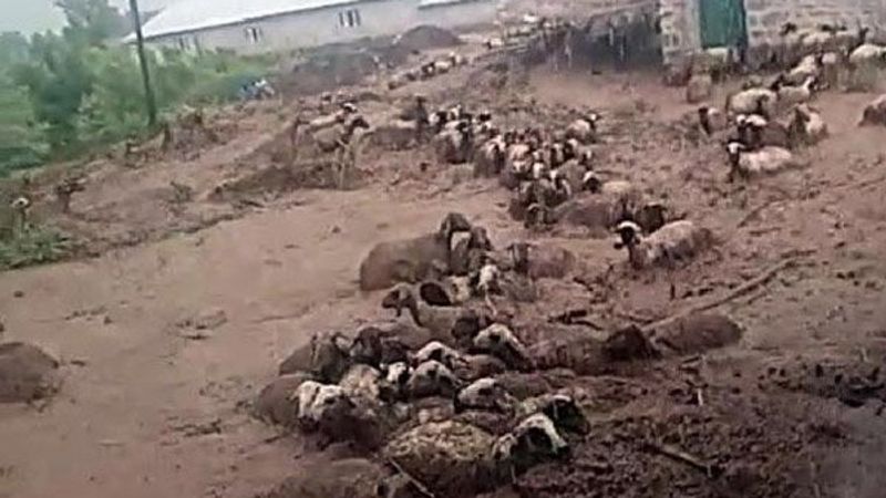 Van'da 74 koyun selde telef oldu