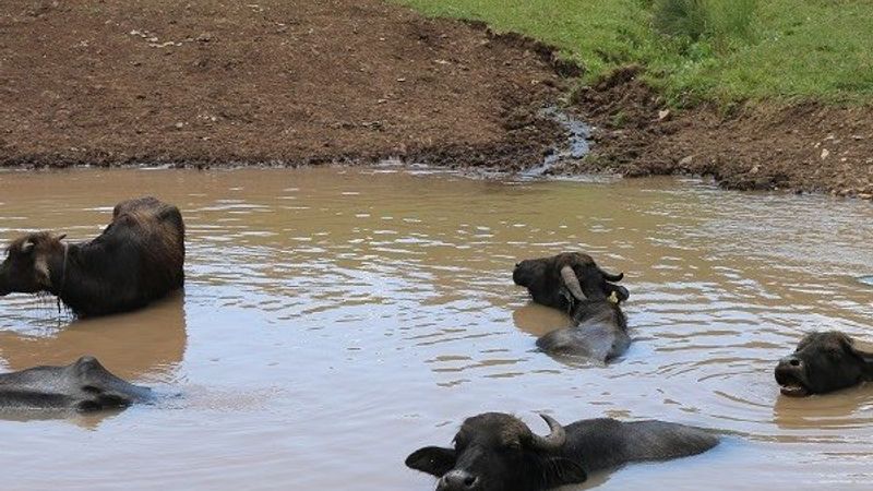 Ordu'da mandaların göldeki görüntüsü Afrika'yı aratmıyor