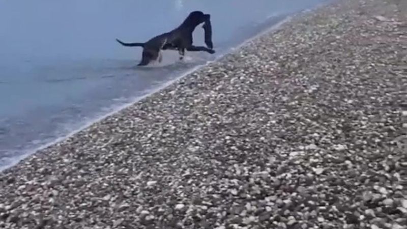 Antalya'da sahildeki insan atıklarını köpek topladı