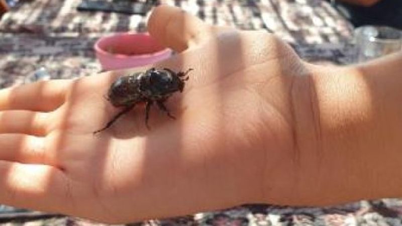 Çanakkale'de kampta görüldü, tatilcilerin ilgi odağı oldu