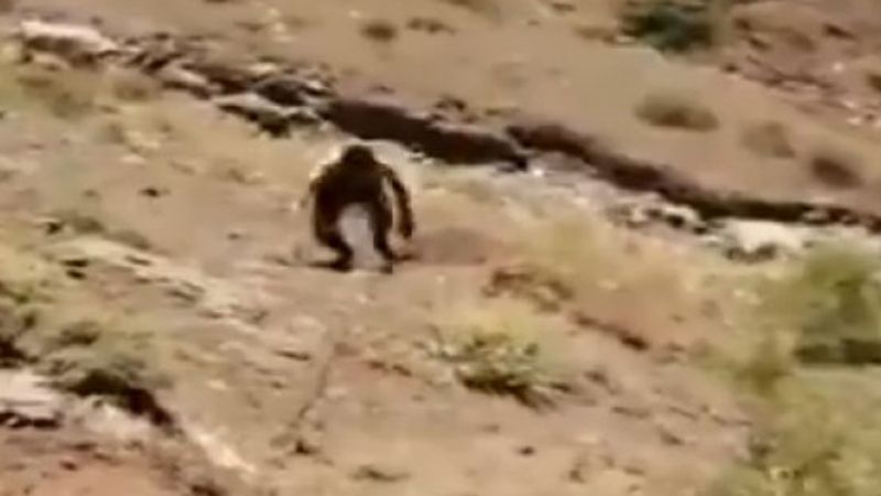 Hakkari'de bir terörist teslim oldu