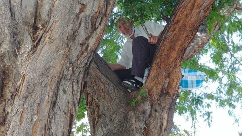 Niğde'de ağaçta oturan adam görenleri şaşırttı