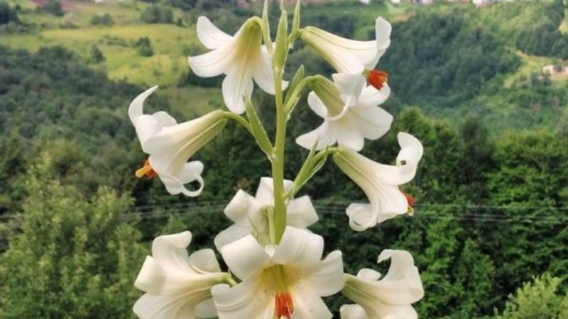 Ordu'da bu çiçeği koparmanın cezası şaşırttı