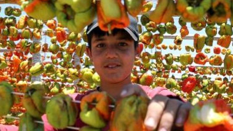 Gaziantep'te kurutmalık biberler güneşin altına serildi