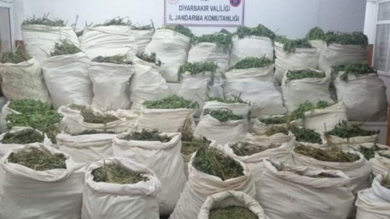 42 milyon kök kenevir ele geçirildi