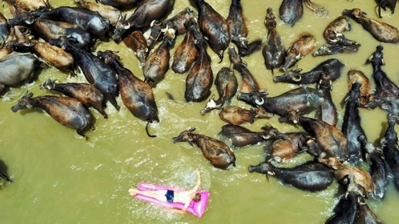 Mandalarla birlikte serinleyen Muşlu çobanlar