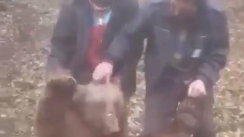 Trabzon’da öldürdükleri ayıya işkence ettiler