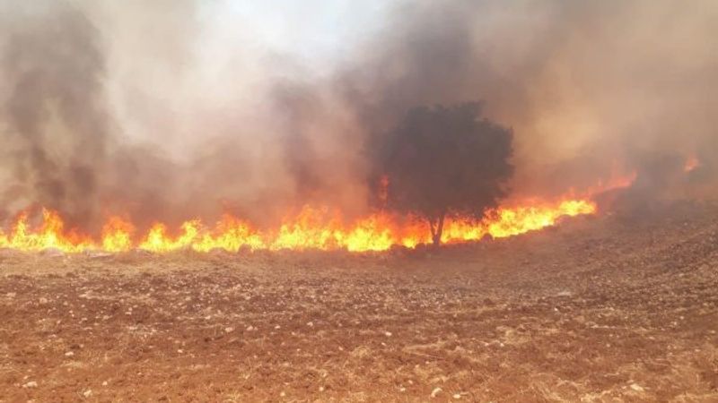 Mardin'de trafodan çıkan yangın 50 dönümü kül etti