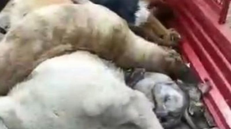 Bakımevi personelinin köpekleri diri diri gömdüğü iddiası