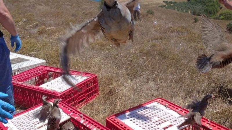 12 ilde 12 bin keklik doğaya bırakıldı