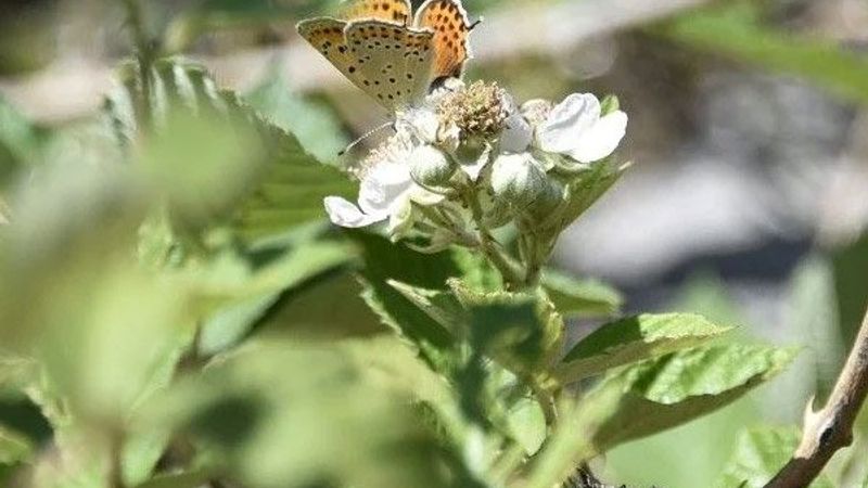Türkiye'nin zengin kelebek florası tehdit altında