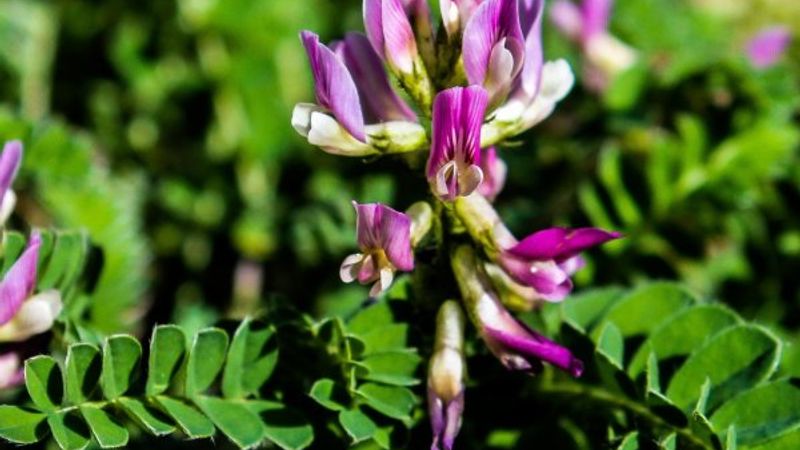Dünyada sadece Bartın’da olan bitki türü keşfedildi