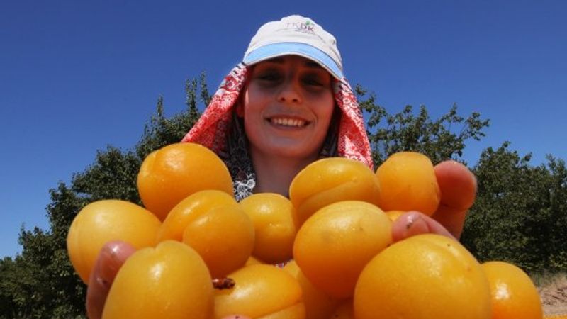 Malatya’da kayısı hasadı sürüyor