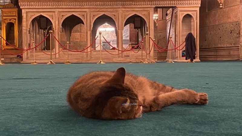 Ayasofya'nın kedisi Gli'nin keyfi yerinde