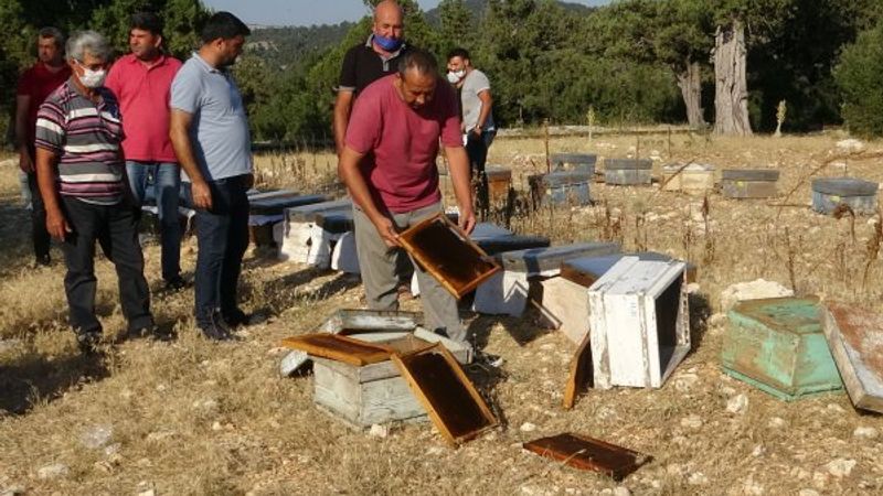 Mersin'de arı kovanlarına sinek ilaçlı saldırı