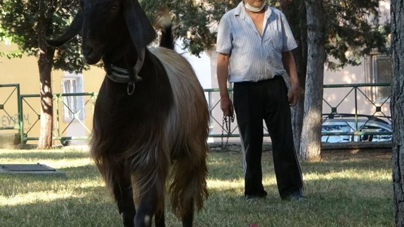Uşak'ta sıkılınca sahiplendiği keçiyle dost oldu
