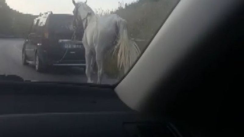 Bursa'da atı araca bağlayıp çekti