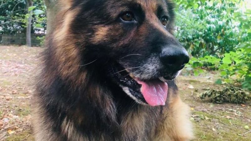 İstanbul'da eşini ısıran köpeği silahla vurdu