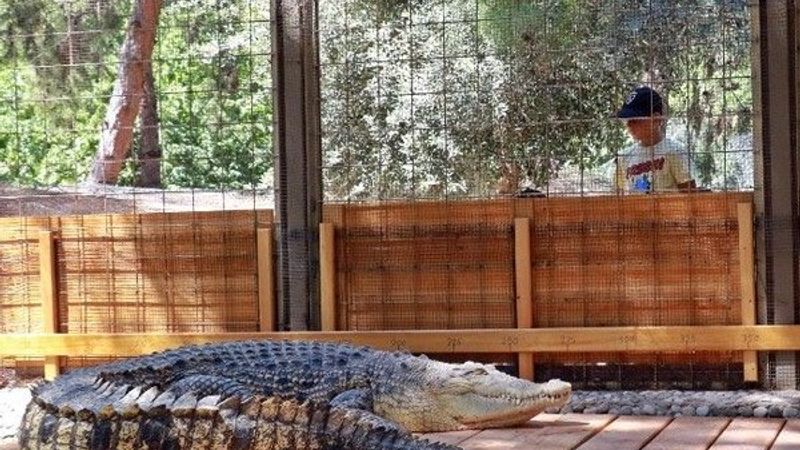 Antalya'da Türkiye'nin en büyük timsahı: Muhteşem Timi