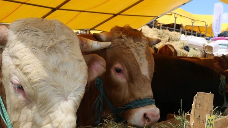 Salgın kurban satışlarını olumsuz etkiledi