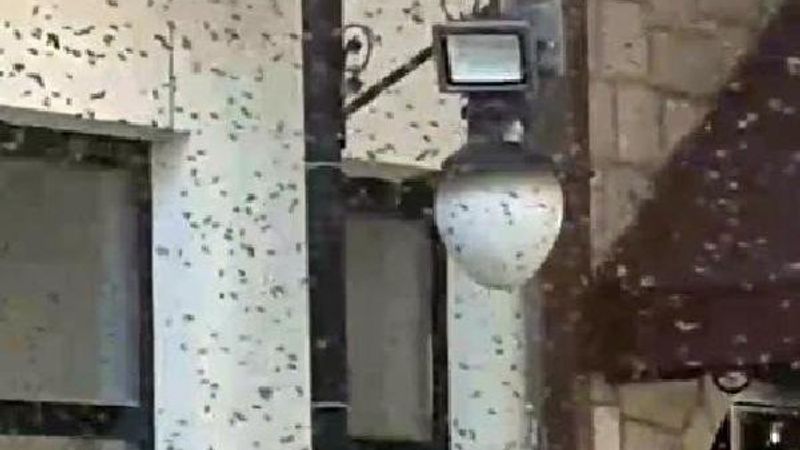 İzmir'de Sanak Sokağı'ndaki arılar görenleri korkuttu