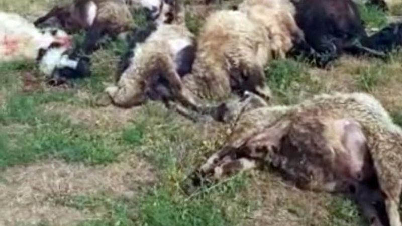 Hakkari'de düşen yıldırım, koyunları vurdu